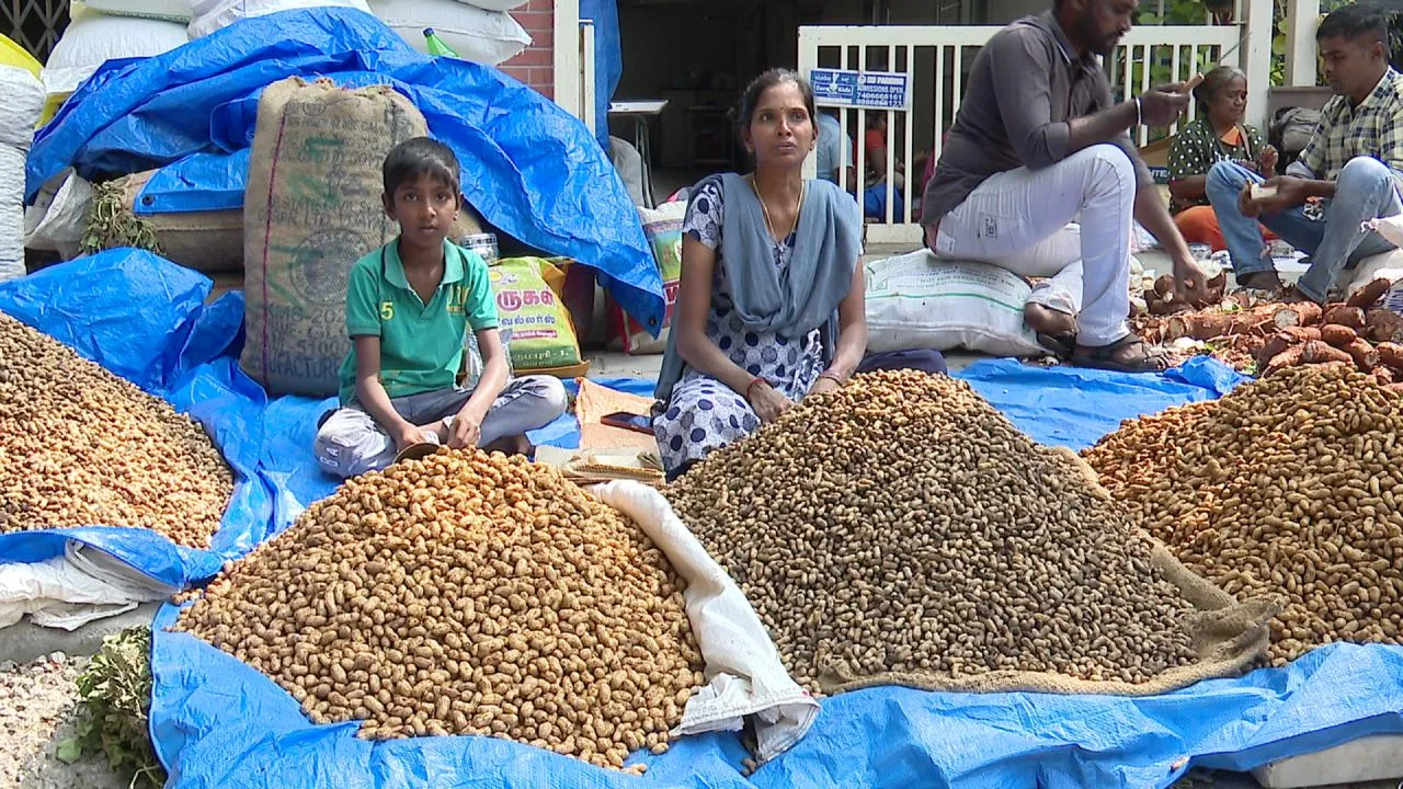 ಬಸವನಗುಡಿಯಲ್ಲಿ ಇಂದು ಆರಂಭ ಐತಿಹಾಸಿಕ ಕಡಲೆಕಾಯಿ ಪರಿಷೆ