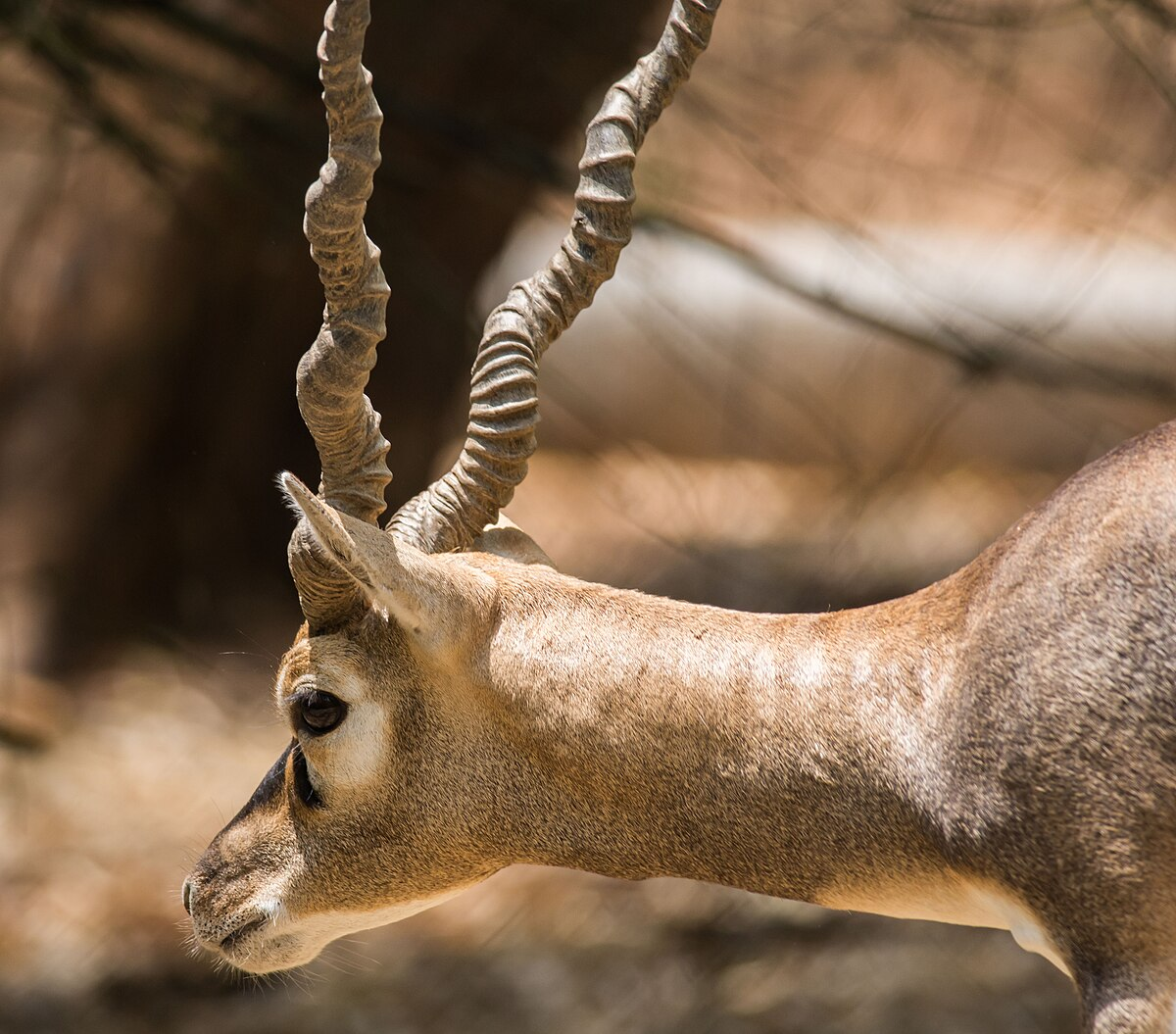"ಕೃಷ್ಣ ಮೃಗಗಳ ಸರಣಿ ಸಾ*ವು: ಕಿತ್ತೂರು ಚನ್ನಮ್ಮ ಮೃಗಾಲಯದ ಸುತ್ತ ಗ್ರಾಮಗಳಲ್ಲಿ ಸಾಂಕ್ರಾಮಿಕ ರೋಗ ಭೀತಿ".