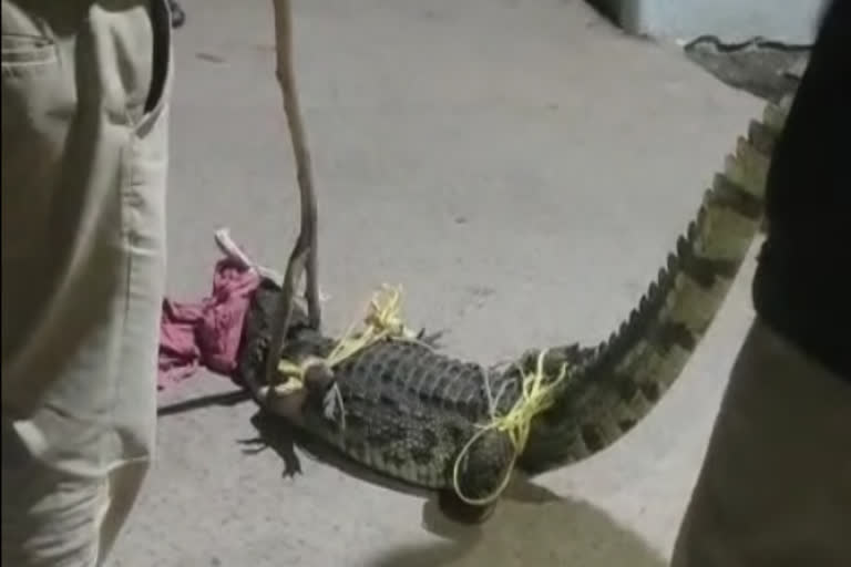 ತಡರಾತ್ರಿ ಗಂಗಾವತಿ ಗ್ರಾಮದ ಮನೆಗೆ ಮೊಸಳೆ! ಅರಣ್ಯ ಇಲಾಖೆ ರಕ್ಷಣೆ