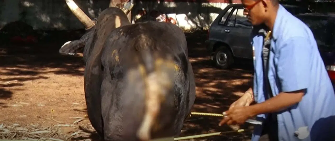 ಹಸುವಿನ ಬಾಲ ಕತ್ತರಿಸಿ ವಿಕೃತಿ ಮೂಡಿಸಿದ ಕಿಡಿಗೇಡಿ; ಬಜರಂಗದಳದಿಂದ ರಕ್ಷಣಾ ಕ್ರಮ.