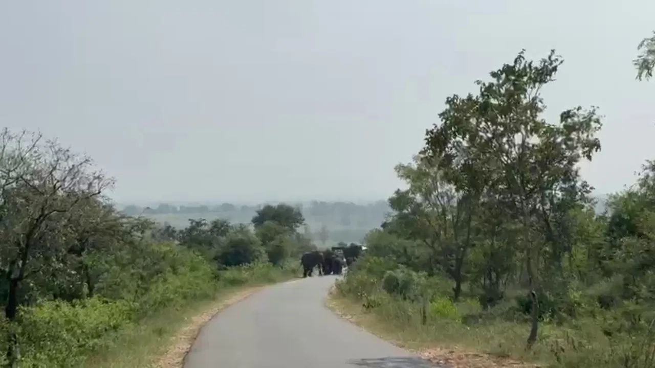 20ಕ್ಕೂ ಅಧಿಕ ಕಾಡಾನೆ ಹಿಂಡು ದಾಳಿ ಭೀತಿ.