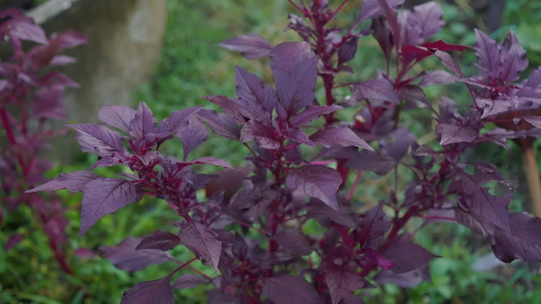 ಕೆಂಪು ಹರಿವೆ: ಆರೋಗ್ಯಕ್ಕೆ ನೈಜ ಶಕ್ತಿ ಕೇಂದ್ರ.