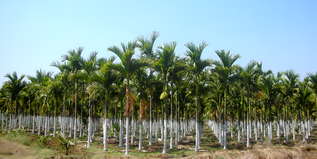 ಅಡಿಕೆ ಬೆಳೆಗಾರರಿಗೆ ಕೇಂದ್ರದ ಸಹಾಯಧನ.