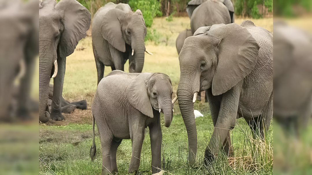 ಹೊಸೂರು ಬಳಿ ಕಾಡಾನೆ ಹಿಂಡು.