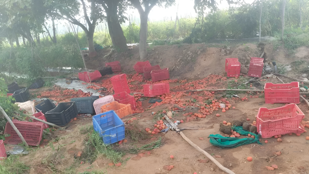 ಕೋಲಾರದಲ್ಲಿ ಕಾಡಾನೆಗಳ ದಾಳಿ:ಟೊಮೆಟೋ ಬೆಳೆ ನಾಶ.