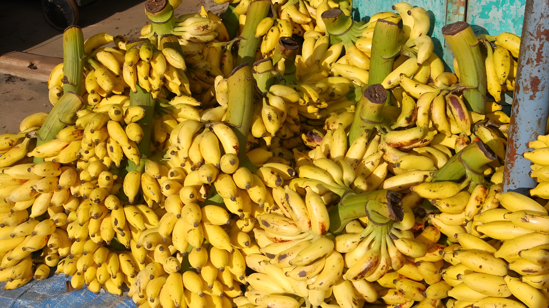 ದಿನಕ್ಕೆ 2 ಬಾಳೆಹಣ್ಣು: ಸಣ್ಣ ಅಭ್ಯಾಸ, ದೊಡ್ಡ ಆರೋಗ್ಯ ಲಾಭ!