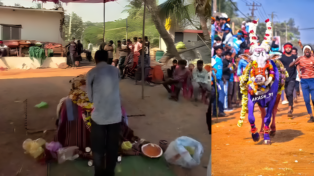 ಹೋರಿಯ ಹೆಸರಲ್ಲಿ ದೇವಸ್ಥಾನ: KDM KING-108 ಗೆ ಗೌರವ.