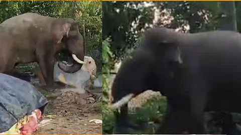 ಹಾಸನದಲ್ಲಿ ಭೀಮಾ–ಕ್ಯಾಪ್ಟನ್ ಮುಖಾಮುಖಿ: ಕಾಡಾನೆಗಳ ಕಾಳಗ