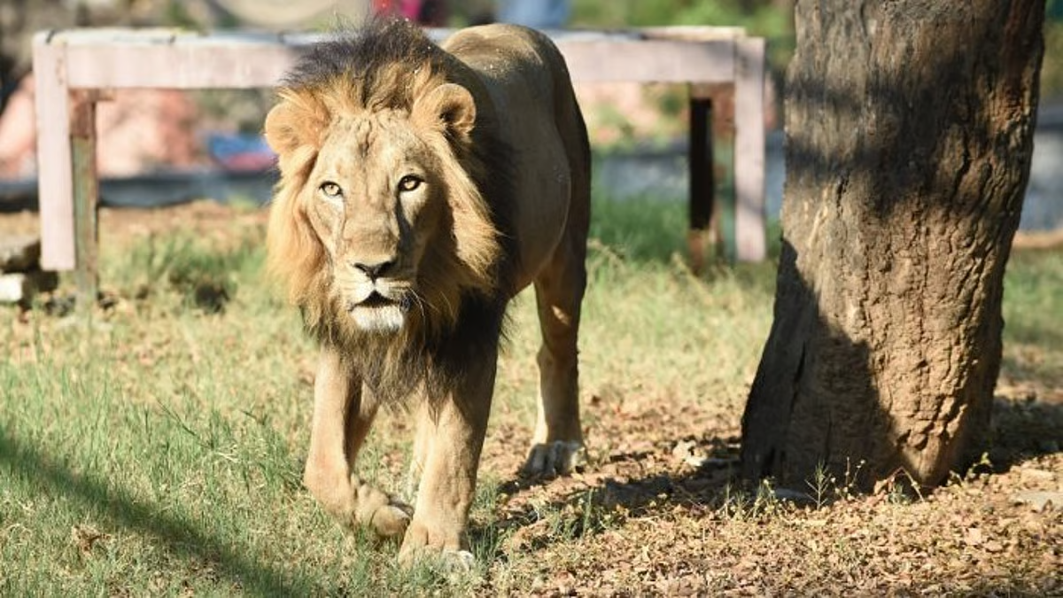ಸಿಂಹದ ಬಾಯಿಗೆ ಸಿಕ್ಕ ಯುವಕ: ಮೃಗಾಲಯದಲ್ಲಿ ದಾರುಣ ಅಂತ್ಯ.