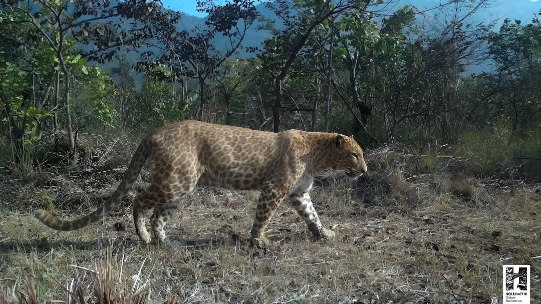 ಮಾದಪ್ಪನ ಬೆಟ್ಟದಲ್ಲಿ ಚಿರತೆ ಆತಂಕ.