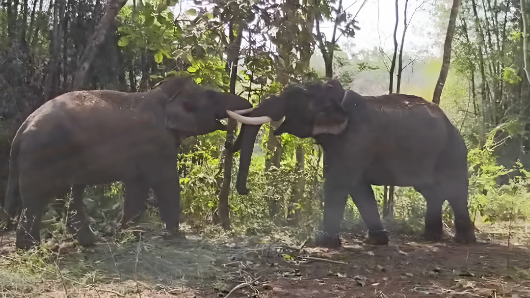 ಹಾಸನ: ಕಾಡಾನೆಗಳ ತುಂಟಾಟ!