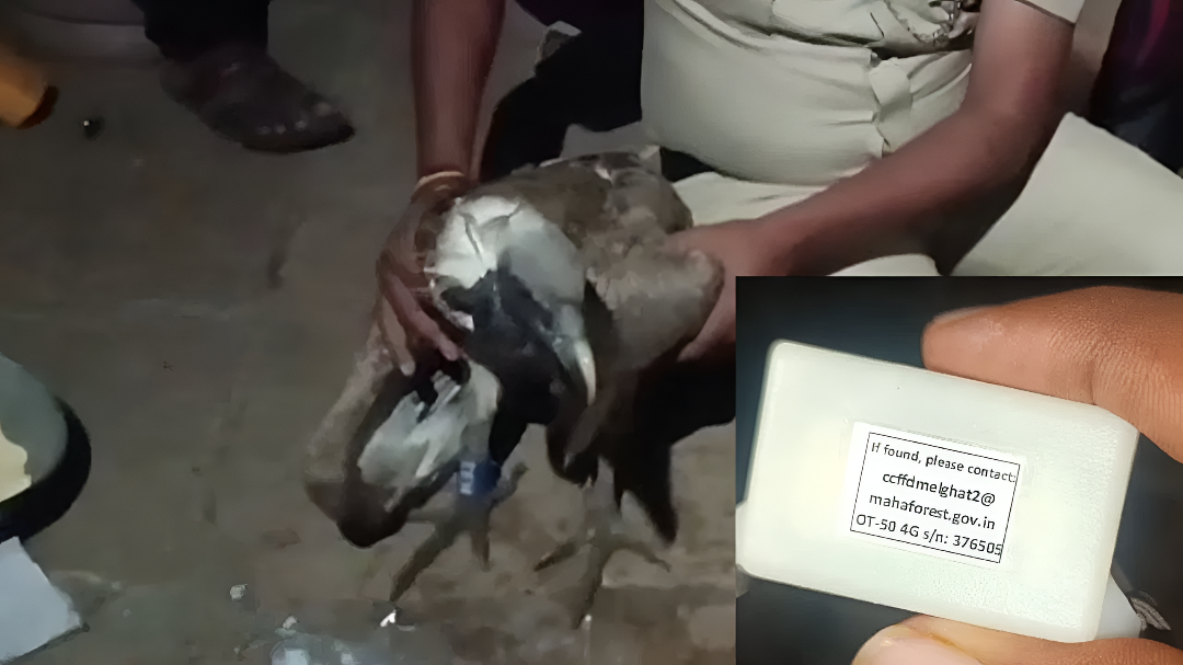 ವಿಜಯಪುರದಲ್ಲಿ ರಣಹದ್ದು ಪತ್ತೆ.!