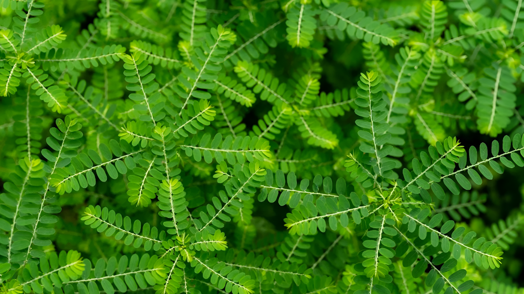 ನೆಲನೆಲ್ಲಿ ಗಿಡ: ಮನೆಗೆ ತಿನ್ನಿ, ಆರೋಗ್ಯಕ್ಕೆ ಉಪಕಾರ.