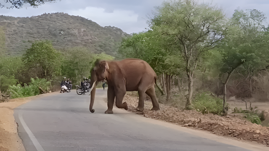 ಮಾದಪ್ಪನ ಬೆಟ್ಟದ ತಪ್ಪಲಿಗೆ ಇಳಿದ ಭಾರಿ ಗಾತ್ರದ ಒಂಟಿ ಸಲಗ
