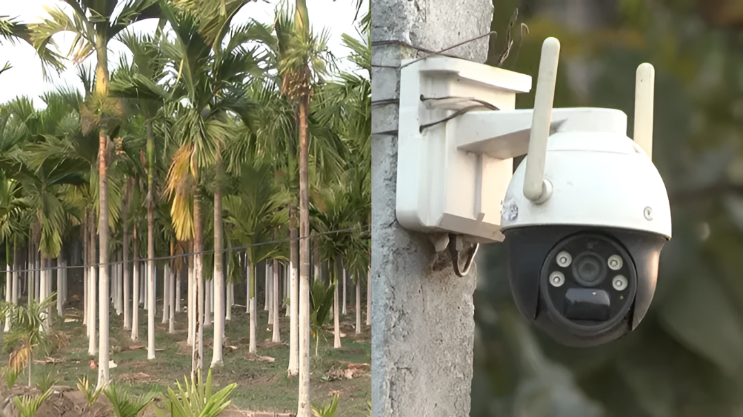 ಅಡಿಕೆಗೆ ಬಂಪರ್ ಬೆಲೆ, ರೈತರಿಗೆ ಕಳ್ಳರ ಭೀತಿ.