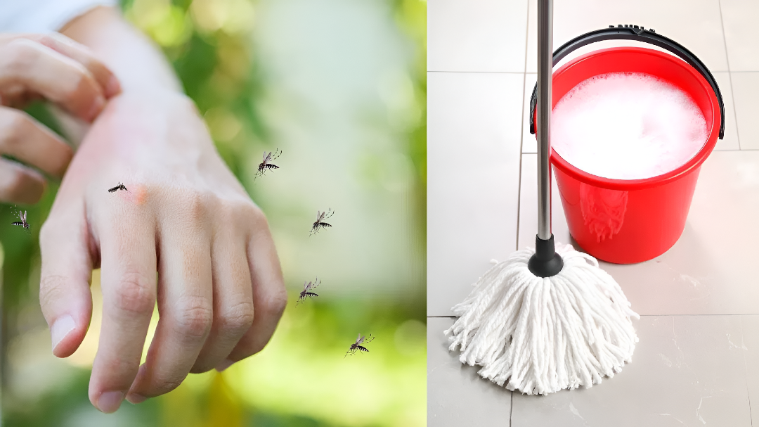 ಸೊಳ್ಳೆಗಳ ಕಾಟದಿಂದ ಶಾಶ್ವತ ಪರಿಹಾರ: ನೆಲ ಒರೆಸುವ ನೀರಿಗೆ ಈ 2 ವಸ್ತು ಸೇರಿಸಿ.