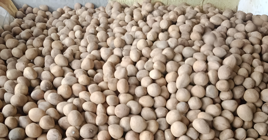 ತಿಪಟೂರಿನಲ್ಲಿ 31 ಸಾವಿರ ದಾಟಿದ ಕೊಬ್ಬರಿ ಬೆಲೆ.!