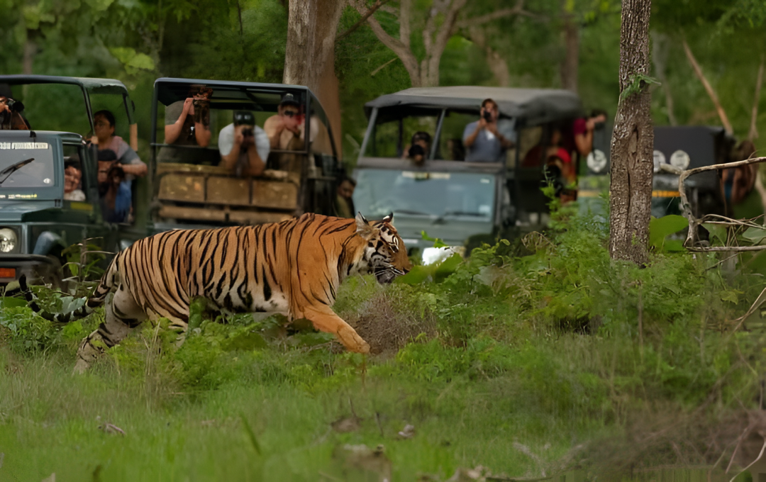 ಕರ್ನಾಟಕ ಸಫಾರಿ ಬಂದ್.!