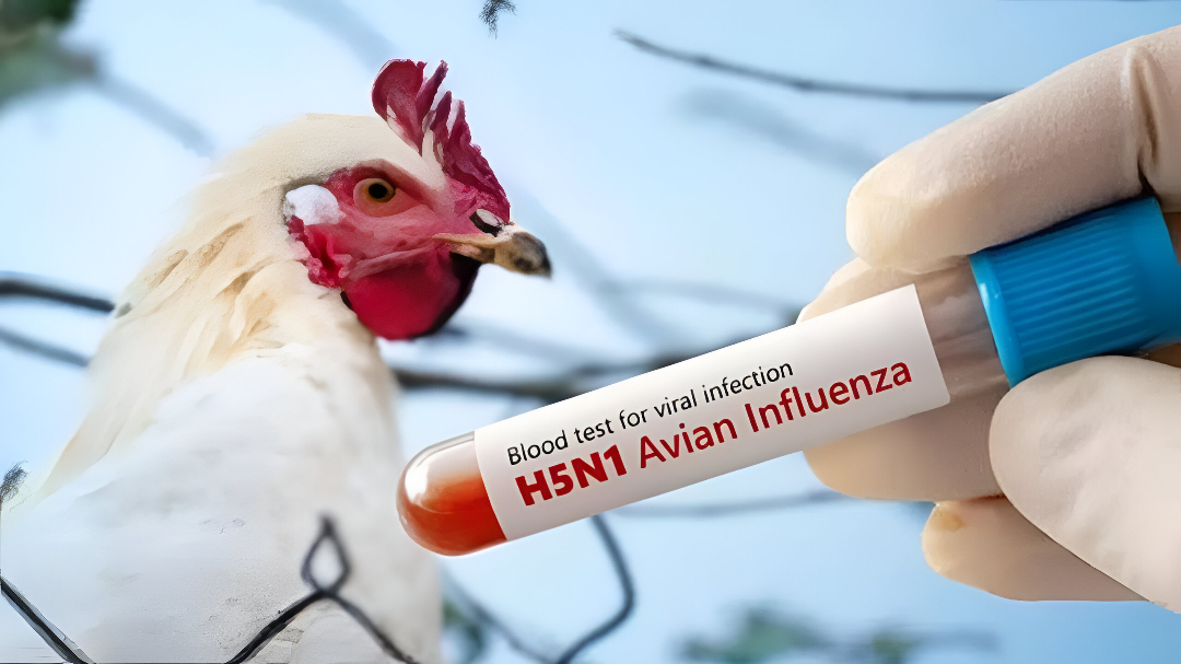 ಹಕ್ಕಿ ಜ್ವರ: ಕರ್ನಾಟಕದಲ್ಲಿ H5N1 ಟೆನ್ಷನ್.