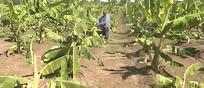 ರೈತನ ಬಾಳೆ ತೋಟ ಧ್ವಂಸ.