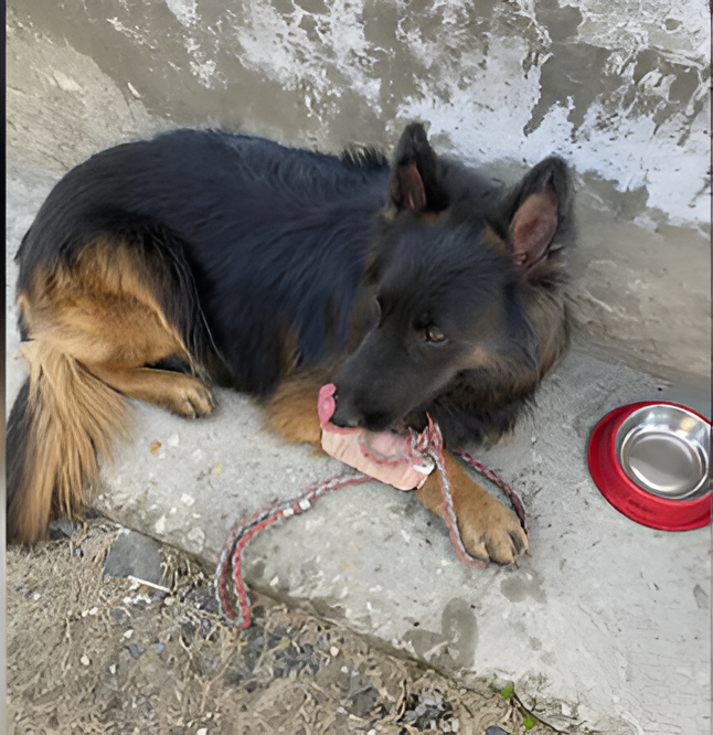 ಸೇನಾ ಶ್ವಾನ ‘ಟೈಸನ್’ ಸಾಹಸ.!