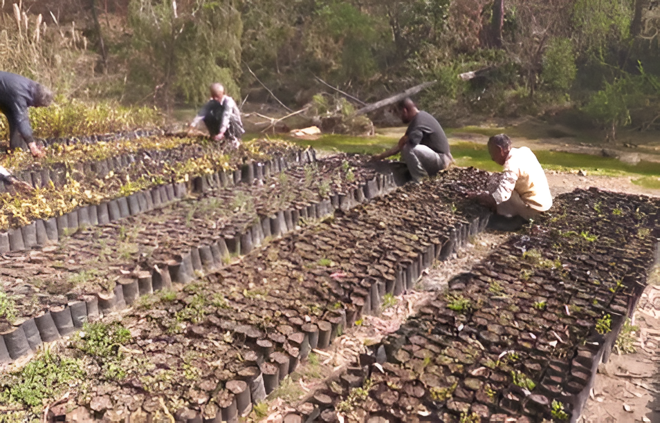 ಪ್ರವಾಹ ಹಾನಿಗೆ ಪ್ರತಿಯಾಗಿ 80 ಸಾವಿರಕ್ಕೂ ಹೆಚ್ಚು ಸಸಿಗಳ ವಿತರಣೆ.