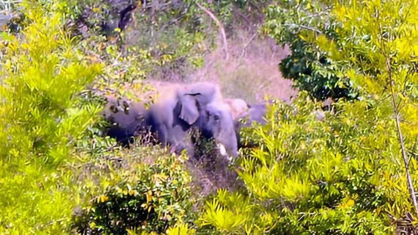 ಬೀಟಮ್ಮ ಗ್ಯಾಂಗ್ ಚಿಕ್ಕಮಗಳೂರಿಗೆ ಎಂಟ್ರಿ.!