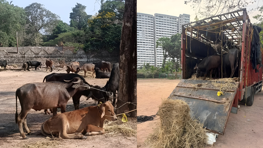 ಅಕ್ರಮವಾಗಿ ಜಾನುವಾರುಗಳ ಸಾಗಾಟ.