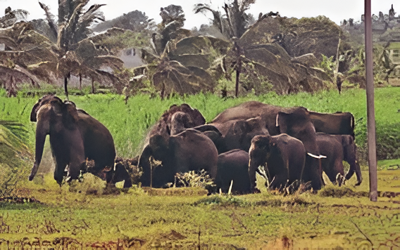ಕೊಡಗಿನಲ್ಲಿ ಕಾಡಾನೆ ಅಟ್ಟಹಾಸ: ಮತ್ತೊಬ್ಬ ಕಾಫಿ ಬೆಳೆಗಾರ ಬಲಿ.