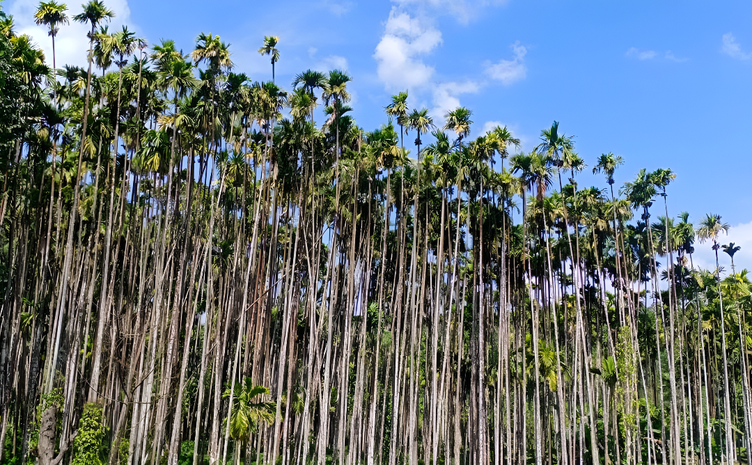 ಅಡಿಕೆ ಬೆಳೆಗಾರರಿಗೆ ಶುಭ ಸುದ್ದಿ: 10 ಕೋಟಿ ರೂ. ಎಲೆ ರೋಗ ನಿಯಂತ್ರಣಕ್ಕೆ.