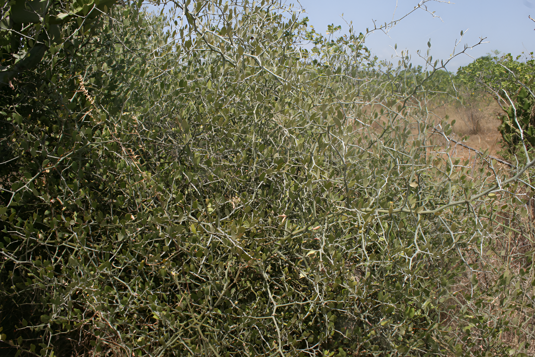 ಗೂಳಿಪುರದಲ್ಲಿ ಬಿಸಿಲು ಮಾರಮ್ಮ ಜಾತ್ರೆ ಸಂಭ್ರಮ.