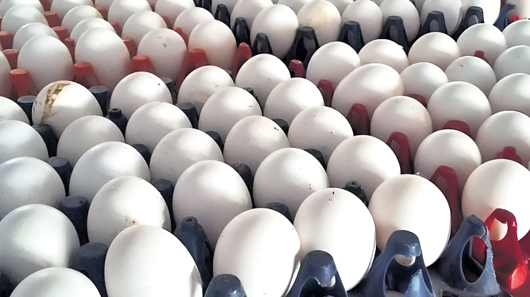 ಉತ್ತರ ಕರ್ನಾಟಕದ ಮೊಟ್ಟೆ ಉದ್ಯಮಕ್ಕೆ ಯುದ್ಧದ ಬಿಸಿ.