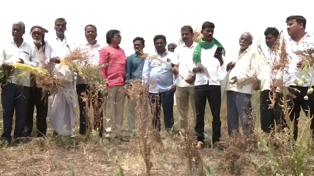 ಕಲಬುರಗಿ ರೈತರಿಗೆ ಸಂಕಷ್ಟ: ತೊಗರಿ, ಈರುಳ್ಳಿ ಬೆಳೆಗೆ ‘Cuscuta’.