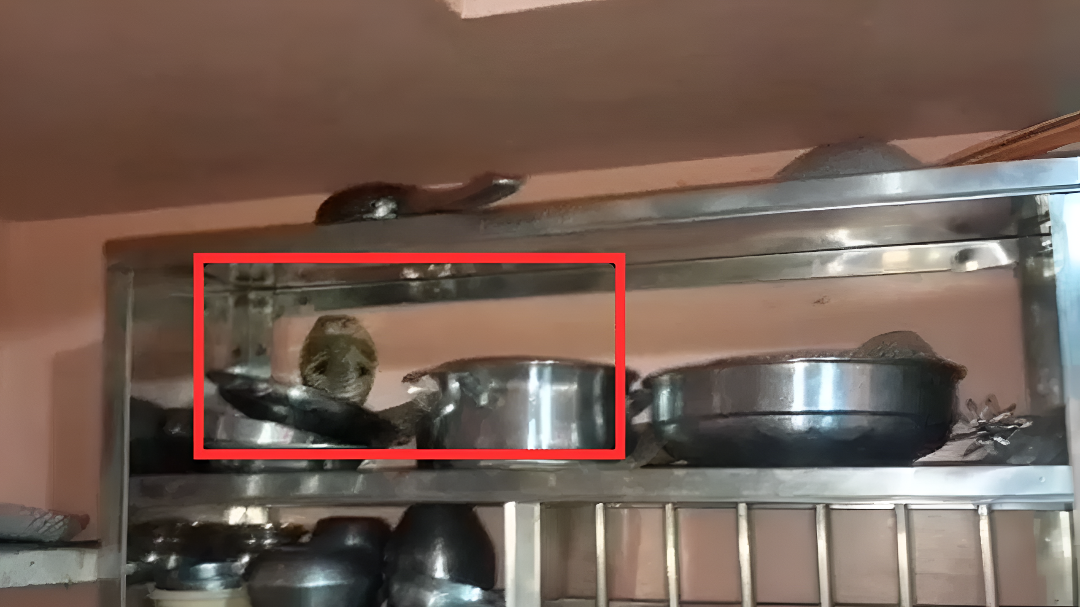 ಅಡುಗೆ ಮನೆಯಲ್ಲಿ ಹೆಡೆ ಎತ್ತಿ ಕುಳಿತಿದ್ದ ನಾಗರಹಾವು.