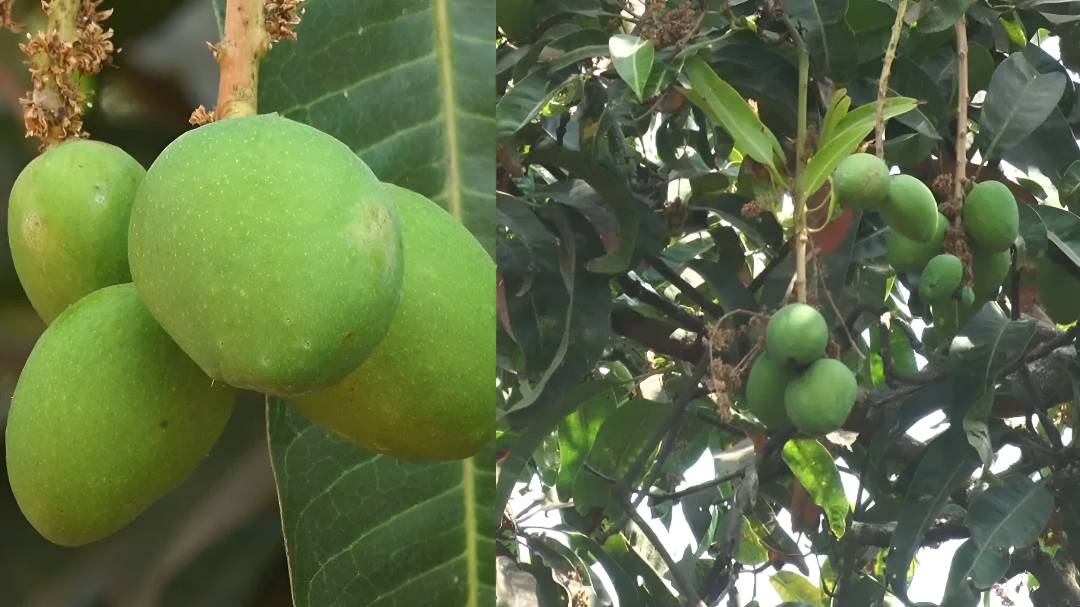 ಹಣ್ಣಿನ ರಾಜನಿಗೆ ಸಂಕಷ್ಟ: ಮಾವು ಬೆಳೆಗಾರರಿಗೆ ನಿರಾಶೆ