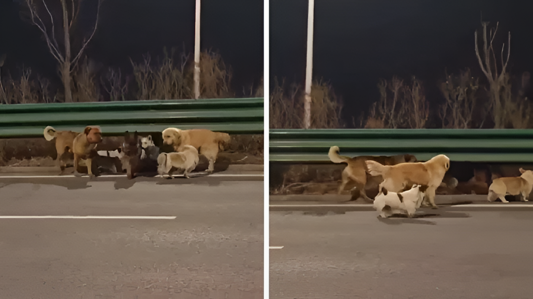 ಚೀನಾದಲ್ಲಿ ಹಾರಿ ಪ್ರಾಣ ಉಳಿಸಿದ 7 ನಾಯಿಗಳು.