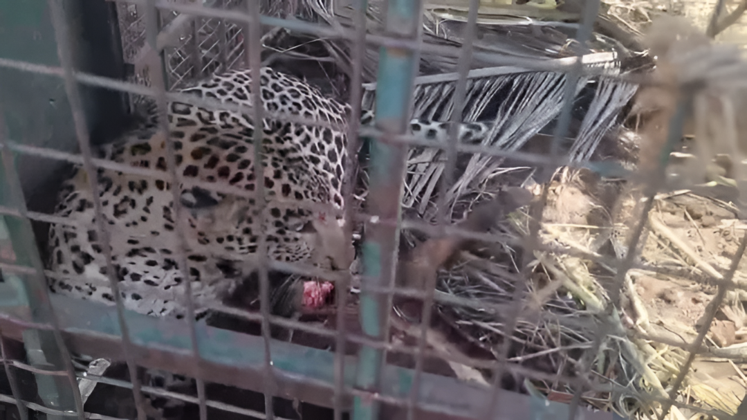 ಹುಲಿ ಬೋನಿಗೆ ಬಿದ್ದ 4 ವರ್ಷದ ಚಿರತೆ!