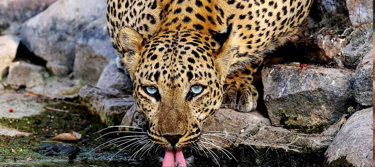 ವಾಹನಗಳ ಅಬ್ಬರಕ್ಕೆ ಬಲಿಯಾಗುತ್ತಿರುವ ಚಿರತೆಗಳು!