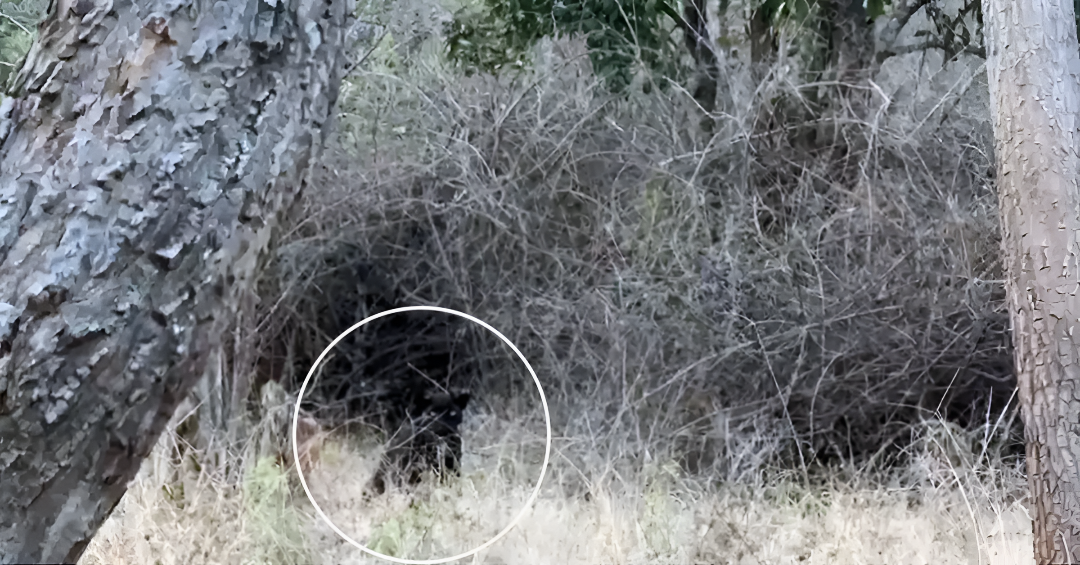 ಚಾಮರಾಜನಗರ ಸಫಾರಿಯಲ್ಲಿ ಅಪರೂಪದ ಕರಿಚಿರತೆ ದರ್ಶನ.!