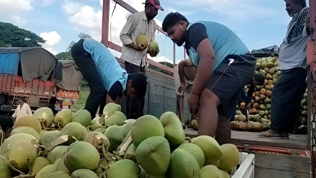 ಮದ್ದೂರು | ಎಳನೀರು ಮಾರುಕಟ್ಟೆಯಲ್ಲಿ ಬೆಲೆ ಏರಿಕೆ.