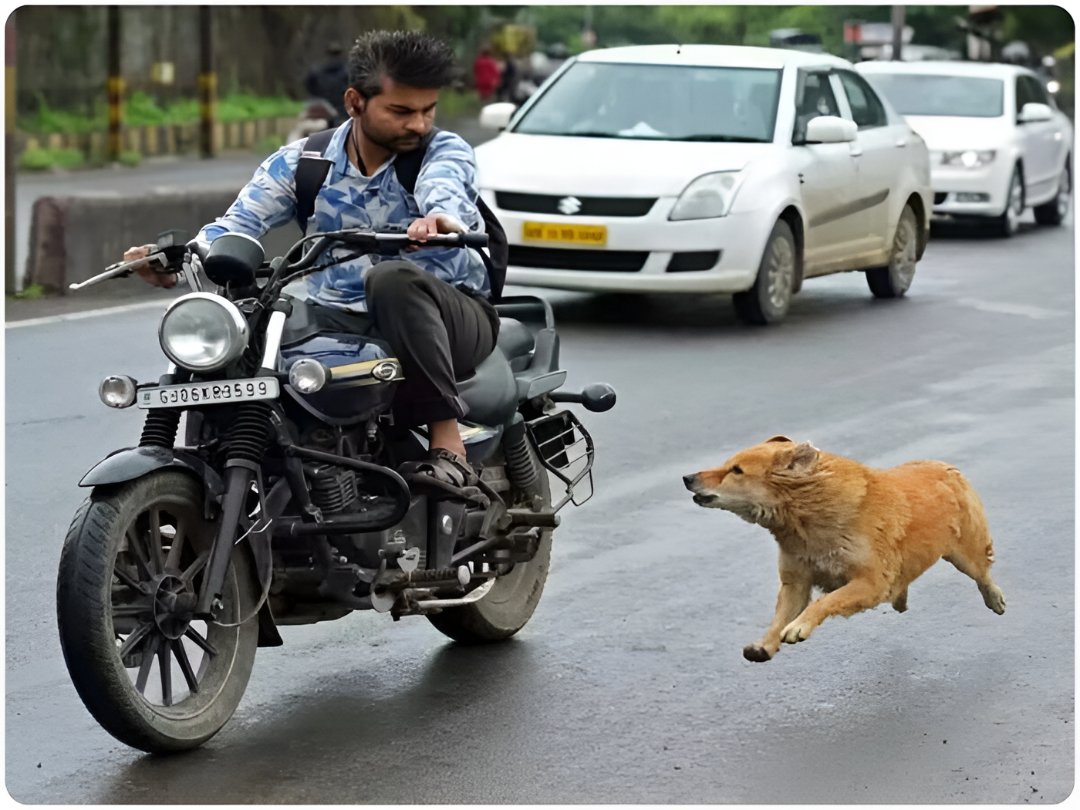 Bicycle ಓಡಿಸುತ್ತಿದ್ದ ಬಾಲಕನ ಮೇಲೆ ಸಾಕು ನಾಯಿ ದಾಳಿ.