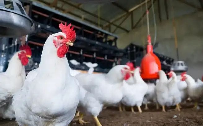 ಕರ್ನಾಟಕದಲ್ಲಿ ಕೋಳಿಗಳಲ್ಲಿ H5N1 ಹಕ್ಕಿ ಜ್ವರ ಪತ್ತೆ .!