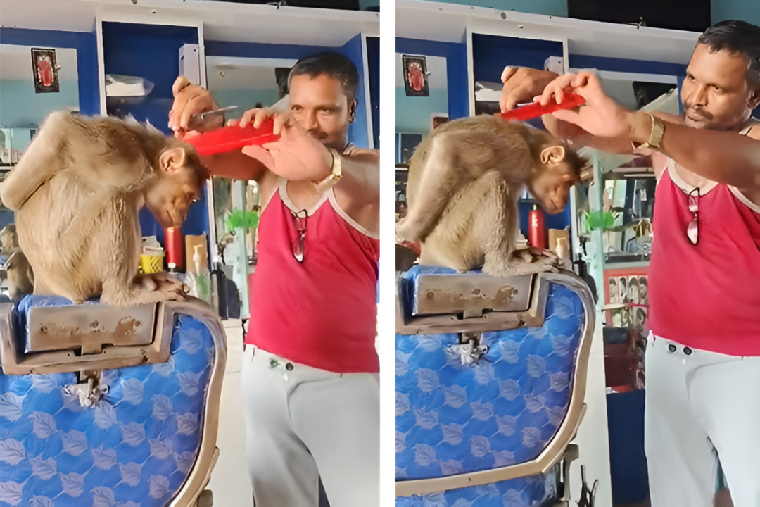 ಸಲೂನ್‌ಗೆ ಬಂದ ಮಂಗನ ಸ್ಟೈಲ್: ಶಿಸ್ತಿನಿಂದ ಹೇರ್ ಸ್ಟೈಲ್ ಮಾಡಿಸಿಕೊಂಡ ದೃಶ್ಯ ವೈರಲ್!