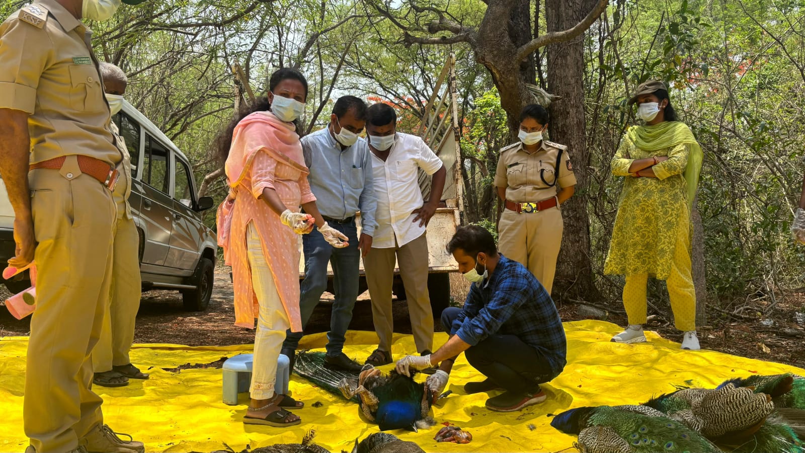 ತುಮಕೂರಿನಲ್ಲಿ ಹಕ್ಕಿ ಜ್ವರ ಆತಂಕ ಹೆಚ್ಚಳ: 54ಕ್ಕೂ ಹೆಚ್ಚು ನವಿಲುಗಳ ಸಾ*.!