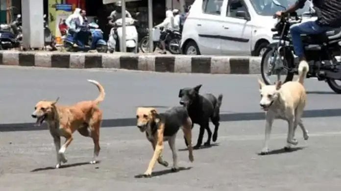 ರಾಜ್ಯಾದ್ಯಂತ ಮಿತಿಮೀರಿದ ಬೀದಿ ನಾಯಿಗಳ ಹಾವಳಿ.!